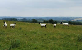 Marlborough Downs