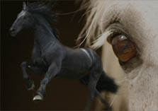 Medieval horses - destrier, palfrey, courser